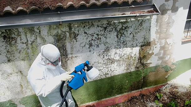 Top rated local Mold Remediation specialists in Central City, PA